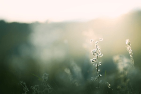 Calm nature scene with soft light
